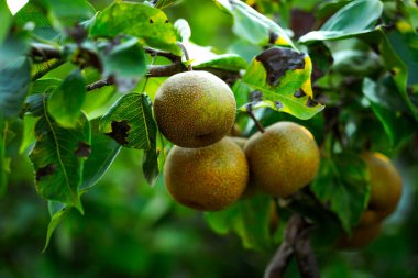 Asyalı Nashi, bir bahçedeki parlak yaz güneşinde ağaçta armut yiyor. Yüksek kalite fotoğraf