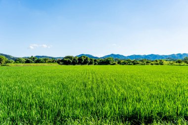 Kore 'nin tarlalarında büyüyen büyük bir pirinç fideleri alanı. Yüksek kalite fotoğraf
