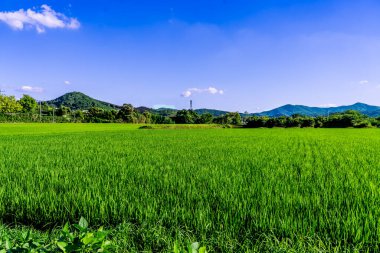 Kore 'nin tarlalarında büyüyen büyük bir pirinç fideleri alanı. Yüksek kalite fotoğraf