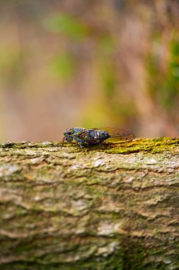 Sıcak yaz gününde bir ağustos böceği ağaca oturur, yakın çekim. Ağır çekim. Kore. Yüksek kalite fotoğraf