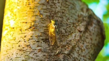 Sıcak yaz gününde bir ağustos böceği ağaca oturur, yakın çekim. Ağır çekim. Yüksek kalite 4k görüntü