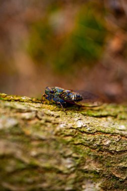 Sıcak yaz gününde bir ağustos böceği ağaca oturur, yakın çekim. Ağır çekim. Kore. Yüksek kalite fotoğraf