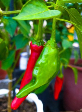 Bahçede kırmızı ve yeşil biber yetişir, doğa. Yüksek kalite fotoğraf