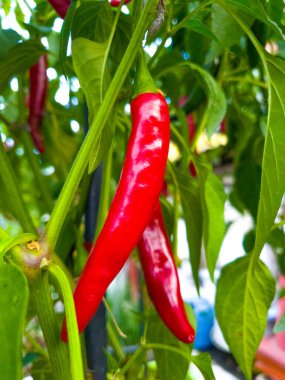 Kırmızı biber, kırmızı biber tarlasında yetişiyor. Yüksek kalite fotoğraf