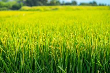 Kore 'nin tarlalarında büyüyen büyük bir pirinç fideleri alanı. Yüksek kalite fotoğraf