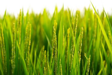 Kore 'nin tarlalarında büyüyen büyük bir pirinç fideleri alanı. Yüksek kalite fotoğraf