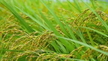 Pirinç. Kore 'nin tarlalarında büyüyen büyük bir pirinç fideleri alanı. Yüksek kalite 4k görüntü