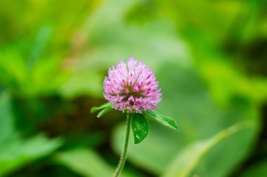 Red clover .Clover meadow flower. Valuable forage and medicinal plant. Womens health flower. Clover extract. High quality photo
