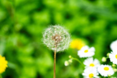 Dandelion seed flowers Taraxacum officinale. Dandelion on spring sunny day. High quality photo
