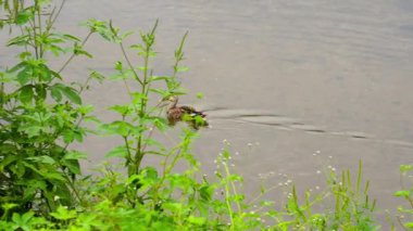 Duck. Spot billed Duck is swimming on the river. anas zonorhyncha. High quality 4k footage