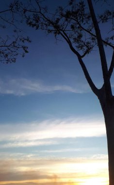 rvore contra luz do prr do sol com nuvens que parecem pintura