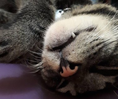 Evcil kediler baş aşağı uyuyorlar.