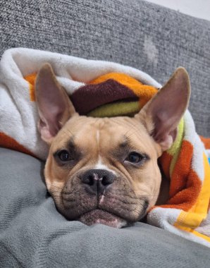 Köpek kanepede yatar, yorgana sarılır ve kameraya bakar.