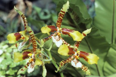 Odontoglossum orchid flower Botanical images from the original and including the new Windfield Horticultural Photographic Collection 1972-present day. info@photoarchives.ca clipart