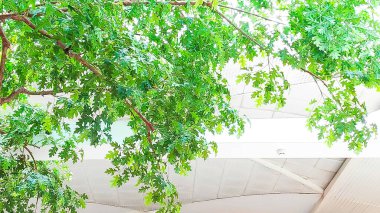 Güzel botanik fotoğrafı, doğal duvar kağıdı.