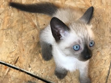 Siyam kedileri kardeşleriyle birlikte bir sepette mutlu bir şekilde oynarlar. Yüksek kalite fotoğraf