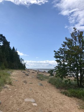 Orman ve güzel manzaralarla kaplı deniz plajı. Yüksek kalite fotoğraf