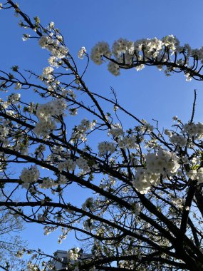 Mavi gökyüzüne karşı çiçek açan beyaz ağaç, bahar doğası sahnesi..