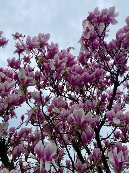 Şehir gökdelenlerinin zeminine karşı pembe kiraz çiçekleri ya da Moğollar. Yüksek kalite fotoğraf
