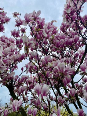 Şehir gökdelenlerinin zeminine karşı pembe kiraz çiçekleri ya da Moğollar. Yüksek kalite fotoğraf