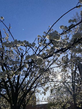 Mavi gökyüzüne karşı çiçek açan beyaz ağaç, bahar doğası sahnesi..
