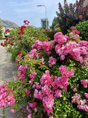 Çiçek açan Pembe Çiçek açan çalılar tam çiçekleniyor. Yüksek kalite fotoğraf