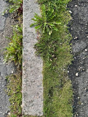 Asfalt ve Çimen Sınırı 'nda Kentsel Ekoloji Yosunu Büyüyor .