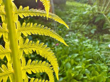 Hassas yaprak ve dokuları gösteren küçük eğrelti otunun detaylı makro görüntüsü