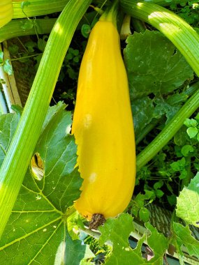 Sağlıklı yeşil bitkilerin üzerinde canlı çiçeklerle büyüyen küçük bir kabak. 