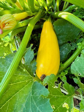 Sağlıklı yeşil bitkilerin üzerinde canlı çiçeklerle büyüyen küçük bir kabak. 