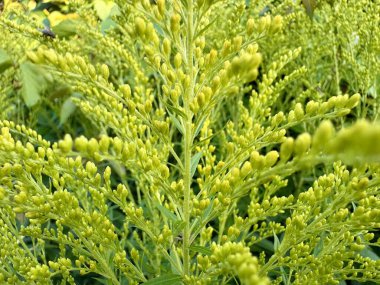 Taze yapraklı yeşil çalıların dalları doğal bir doku oluşturur.