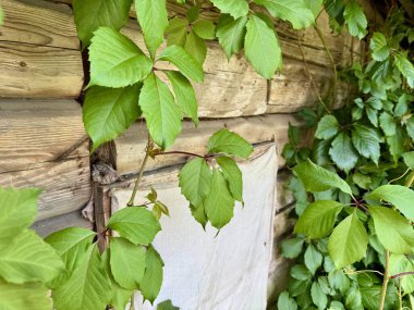 Ahşap zemin üzerinde yumuşak kumaştan arkaplanı olan beş yeşil bakire üzümü. 