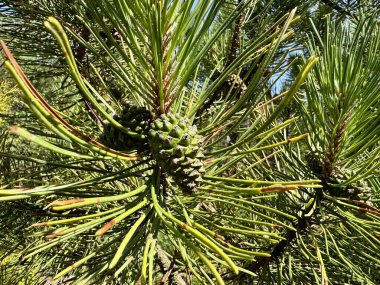  Taze yeşil çam kozalakları, sıcak güneş ışığıyla aydınlatılır. 