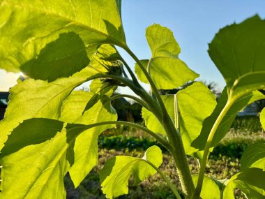 Sağlıklı yaprakları ve sapı olan olgunlaşmamış bir ayçiçeği bitkisine yakın. 