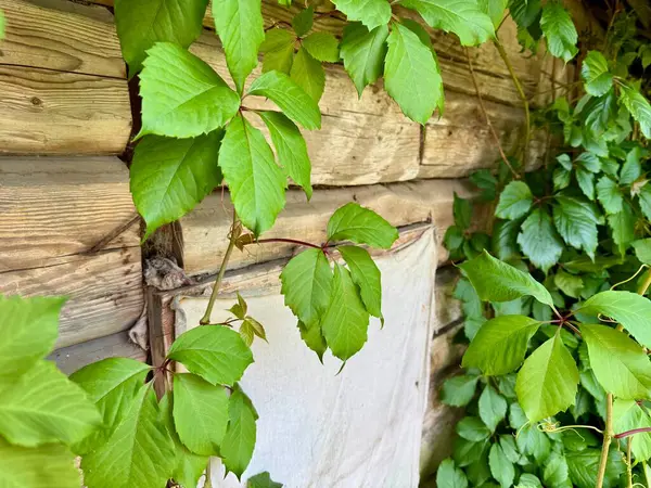 Ahşap zemin üzerinde yumuşak kumaştan arkaplanı olan beş yeşil bakire üzümü. 