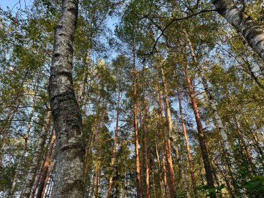Yeşillik yaprakları olan bir huş ağacının havadan görünüşü doğal bir şablon oluşturuyor. 