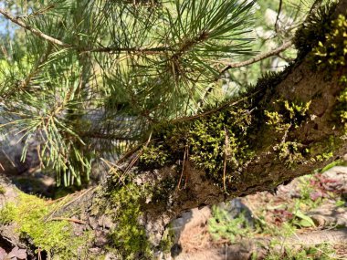  Yeşil yosun, açık havada büyük bir kayanın üzerinde yetişiyor. 