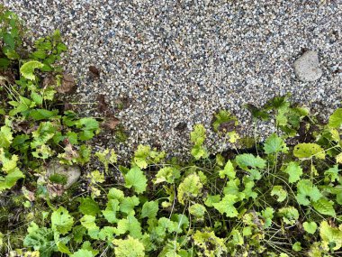 Küçük pürüzsüz çakıl taşlarının doğal arka planına yerleştirilmiş, detaylı desenli taze yeşil bitki yaprağı..