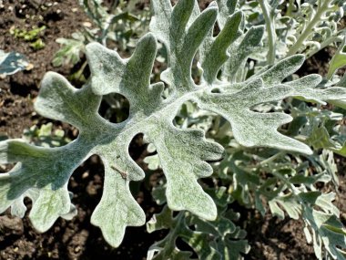 Tozlu Miller gümüşi ragwort yaprakları eşsiz gümüşyeşil yapraklarını ve kadife yapraklarını gösteriyor. 