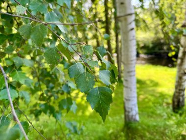 Güneşli bir çayırda yetişen taze yeşil yapraklı beyaz huş ağaçları.