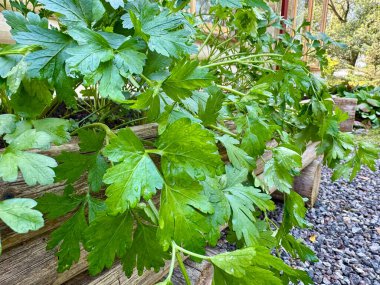 Kırsal bir ahşap bahçe yatağında bol bol yetişen, organik bitkiler yetiştiren,.