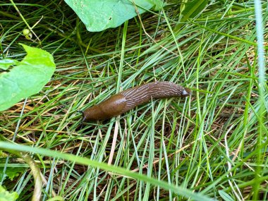 Kahverengi sümüklü böcek taze yeşil çimlerde hareket ediyor.