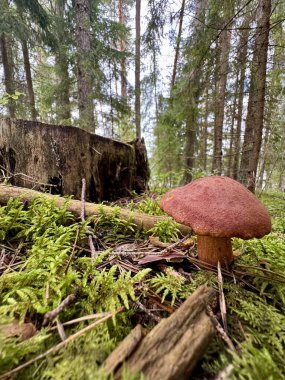 Yosunlu orman zemininde yetişen vahşi kırmızı mantar doğal orman arka planına sahiptir.