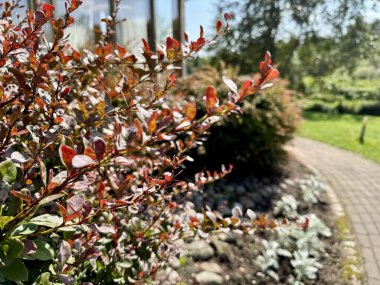 Böğürtlen çalısı göz kamaştırıcı kırmızı yapraklarını sergiliyor, sonbahar bahçesi manzaraları için mükemmel. 