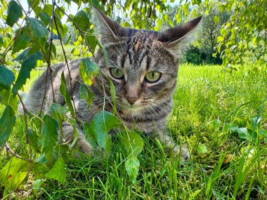 Evcil kedi, huş ağacının yumuşak gölgesinin altındaki yeşil çimenlerde rahatça dinleniyor.