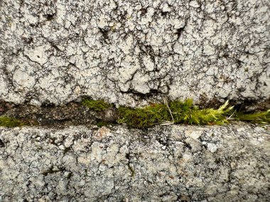 Yeşil yosunlar, eski taşların çatlaklarında yetişiyor ve doğal kaba dokuları var.