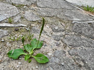 Yosun ve dokularla yaşlanmış kaldırımlardaki çatlaklarda yetişen yabani ot bitkisi.