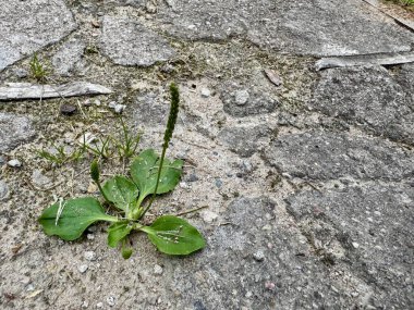 Yosun ve dokularla yaşlanmış kaldırımlardaki çatlaklarda yetişen yabani ot bitkisi.