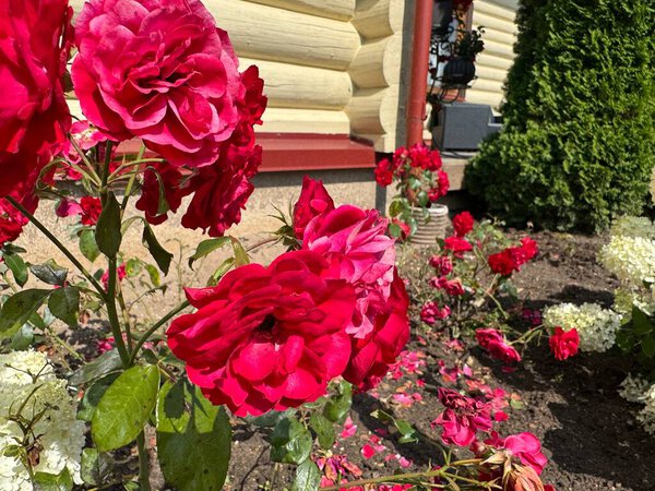 bright pink floribunda rose in full bloom within a lush flower bed, showcasing natures beauty 