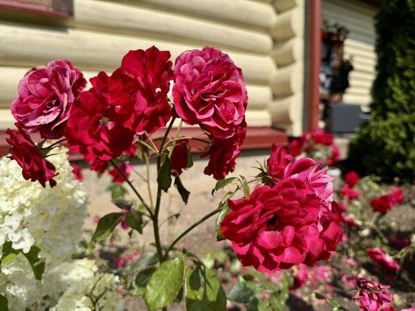 bright pink floribunda rose in full bloom within a lush flower bed, showcasing natures beauty 